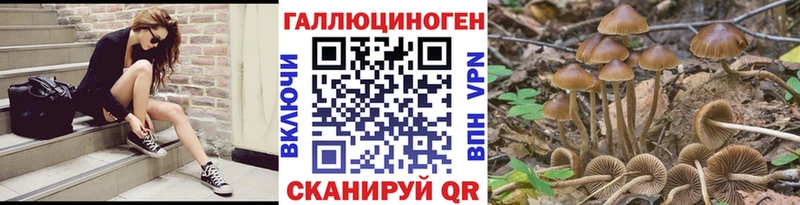 Псилоцибиновые грибы Psilocybine cubensis  как найти   Новопавловск 